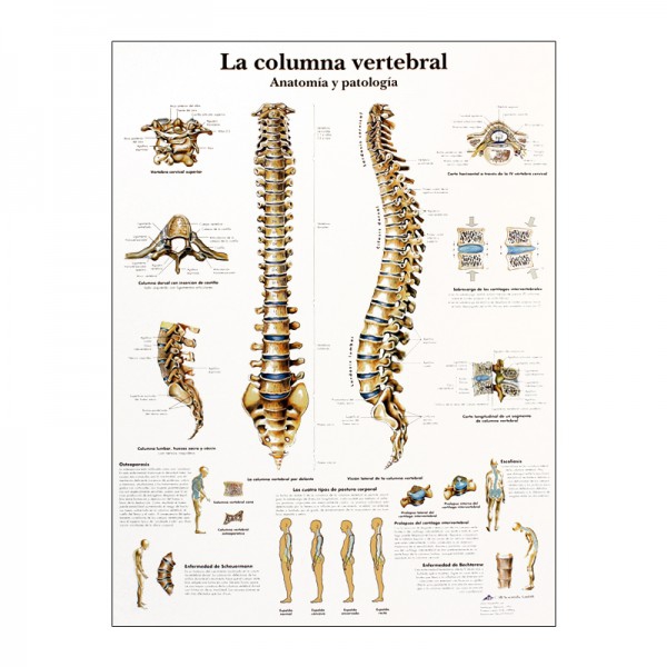 Grafico anatomico: colonna vertebrale
